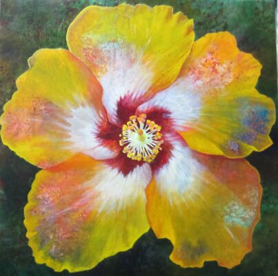 HIBISCUS