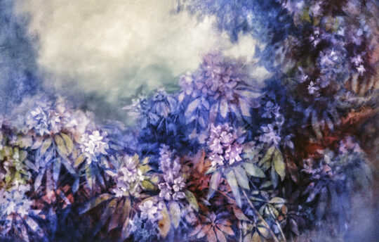 RHODODENDRONS