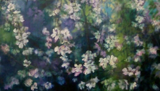 WEEPING CHERRY